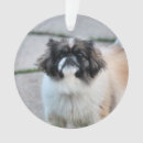 Zoek naar shih tzu ornamenten Schattig