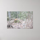 Zoek naar vos kunst Landschap