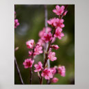 Zoek naar boom bloesem posters Roze