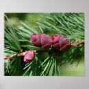 Zoek naar dennen posters Pijnbomen