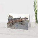 Zoek naar hagedissen kaarten Reptielen