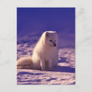 Zoek naar snow fox briefkaarten Poolvos