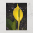 Zoek naar cabbage briefkaarten Kool