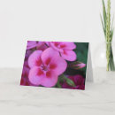 Zoek naar geraniums kaarten Floreel