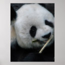 Zoek naar zwart wit dier posters Panda