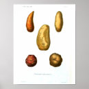 Zoek naar aardappels posters Vintage