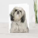 Zoek naar tibetan kaarten Fotografie