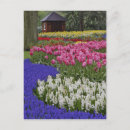 Zoek naar hyacinth briefkaarten Roze