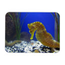 Zoek naar seahorse magneten Hippocampus
