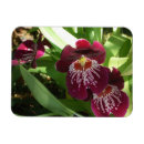 Zoek naar orchideeën magneten Bloem