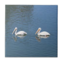 Zoek naar pelikaan tegels Pelikanen