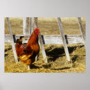 Zoek naar hanen posters Boerderij