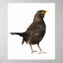 Zoek naar witte vogel posters Dier