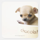 Zoek naar chihuahua puppy stickers Klein