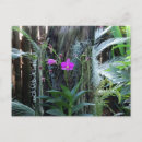 Zoek naar orchidee briefkaarten Plant