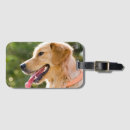 Zoek naar golden retriever accessoires Gele rekwisiet