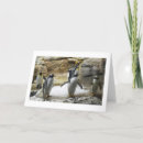 Zoek naar pinguïn kaarten Vogels