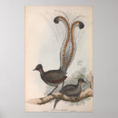 Zoek naar gould Vogel