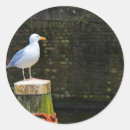 Zoek naar zeemeeuw stickers Kust
