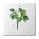Zoek naar magnolia tegels Botanisch