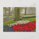 Zoek naar keukenhof tuinen briefkaarten Kleurrijk
