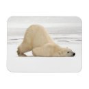 Zoek naar polar bear kaarten Danita delimont