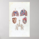 Zoek naar anatomie hart posters Illustratie