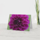Zoek naar paarse dahlia kaarten Voor iedereen
