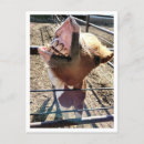 Zoek naar gekke gezichten briefkaarten Grappig