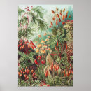 Zoek naar bioloog posters Ernst haeckel
