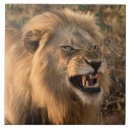 Zoek naar animal tegels Safari