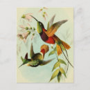 Zoek naar vintage vogels briefkaarten Retro