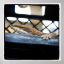 Zoek naar anole posters Enkel