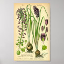 Zoek naar lelie tekening posters Botanisch
