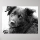 Zoek naar zwarte hond posters Dieren
