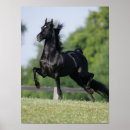 Zoek naar black horse kunst Dier