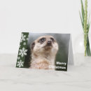 Zoek naar meerkat kaarten Groet