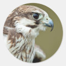Zoek naar valken stickers Slechtvallig