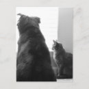 Zoek naar het delen briefkaarten Katten