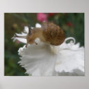 Zoek naar weekdier posters Dieren