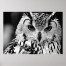 Zoek naar vogeltje posters Dier