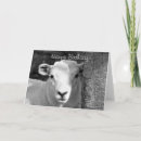 Zoek naar zwart schapen kaarten Boerderij