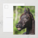 Zoek naar friesian briefkaarten Friesisch