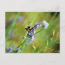 Zoek naar hommel briefkaarten Zomer