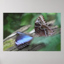 Zoek naar morpho vlinder posters Insecten