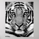 Zoek naar white tiger kunst Animal