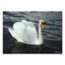 Zoek naar swan kunst Dier