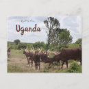 Zoek naar oeganda briefkaarten Afrika