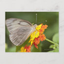 Zoek naar rode bloemen briefkaarten Vlinder