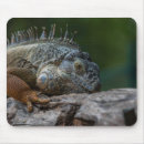 Zoek naar hagedis muismatten Iguana